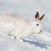 Mountain hare (Lepus timidus) male in winter coat, Cairngorms National Park, Scotland, January 2010